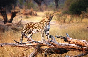 Botswana leopard safari