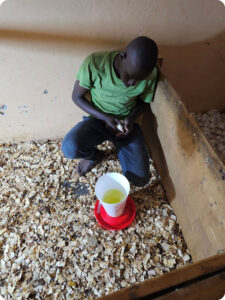 Sam vaccinating the baby chicks for the Shule Foundation poultry project.